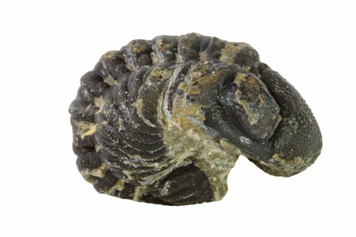 Bargain, Wide, Enrolled Austerops Trilobite - Morocco #156997